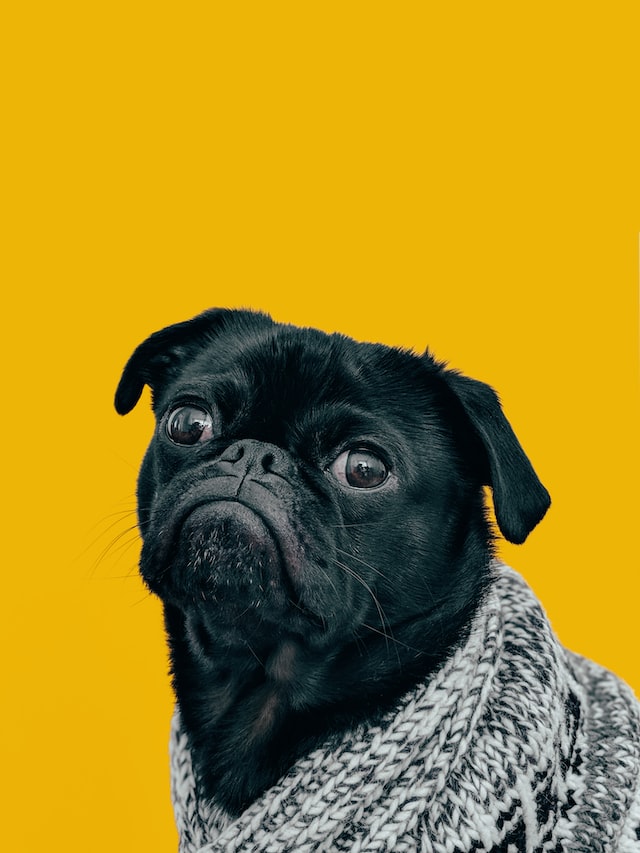 Dog with orange background