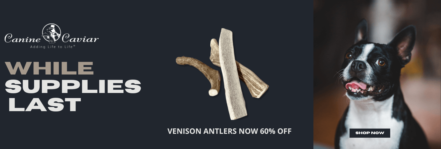 Vension Antler