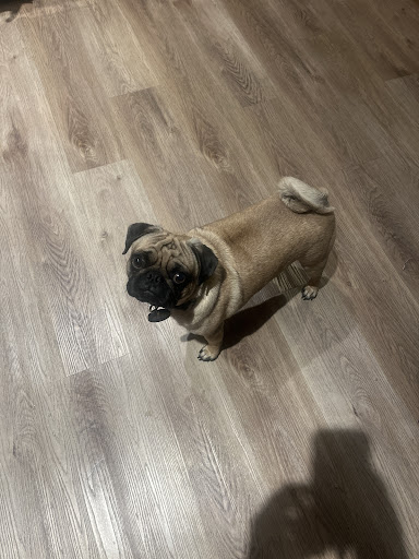 Photo from customer review